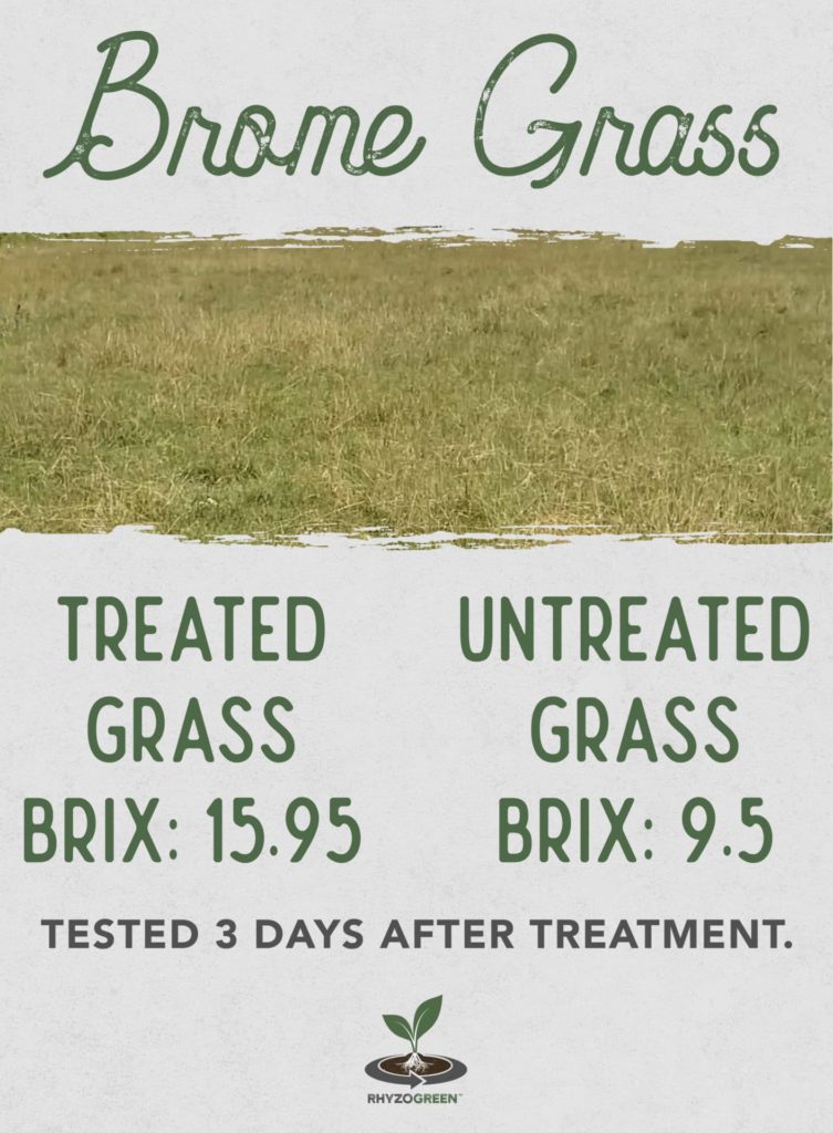 Brome Grass