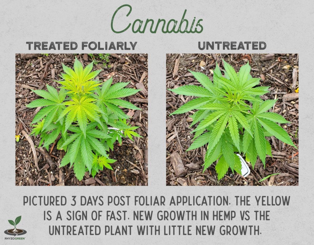 Cannabis Comparison