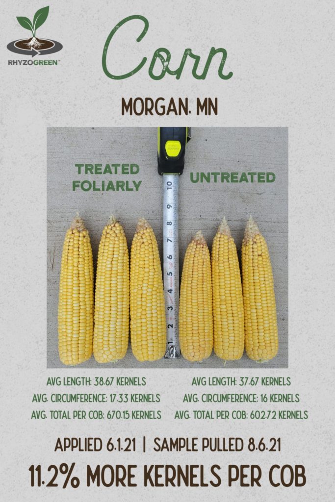 Corn Cob Comparison Chart