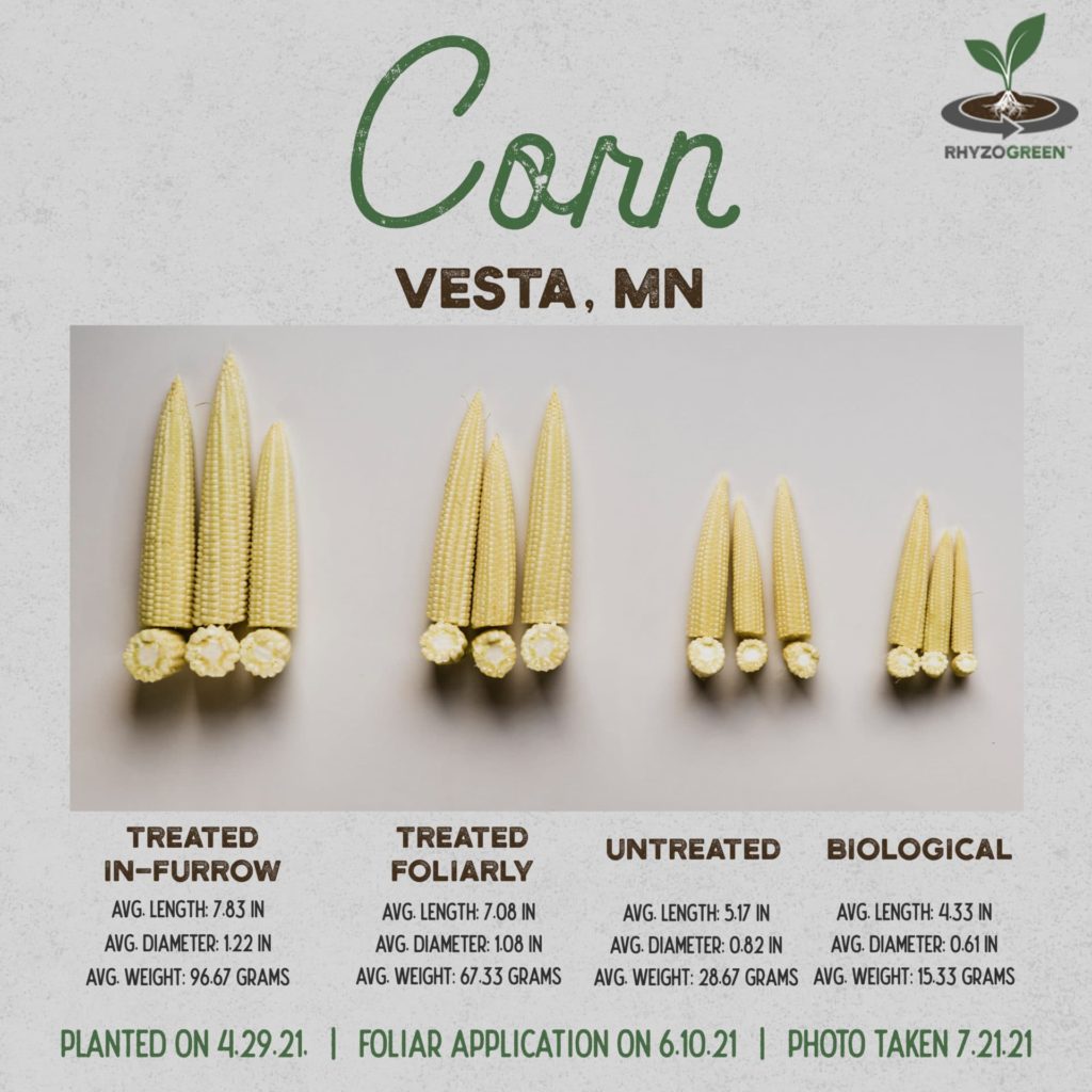 Corn Cobs Comparison