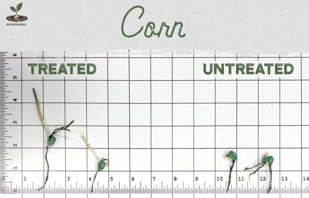 Corn Sprout Chart