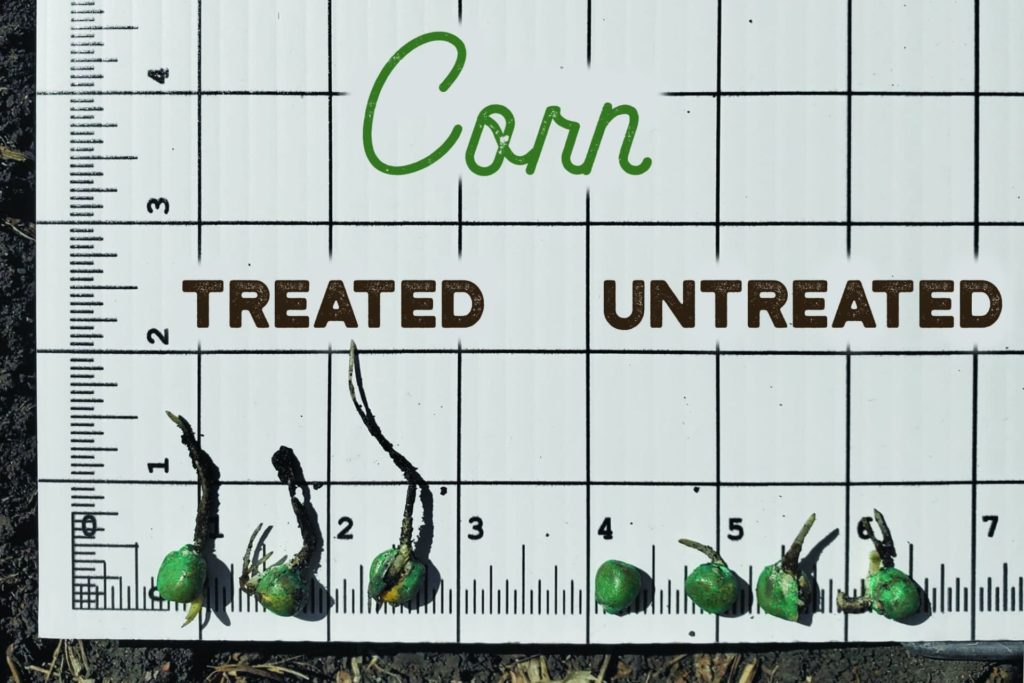 Corn In-Furrow Seed