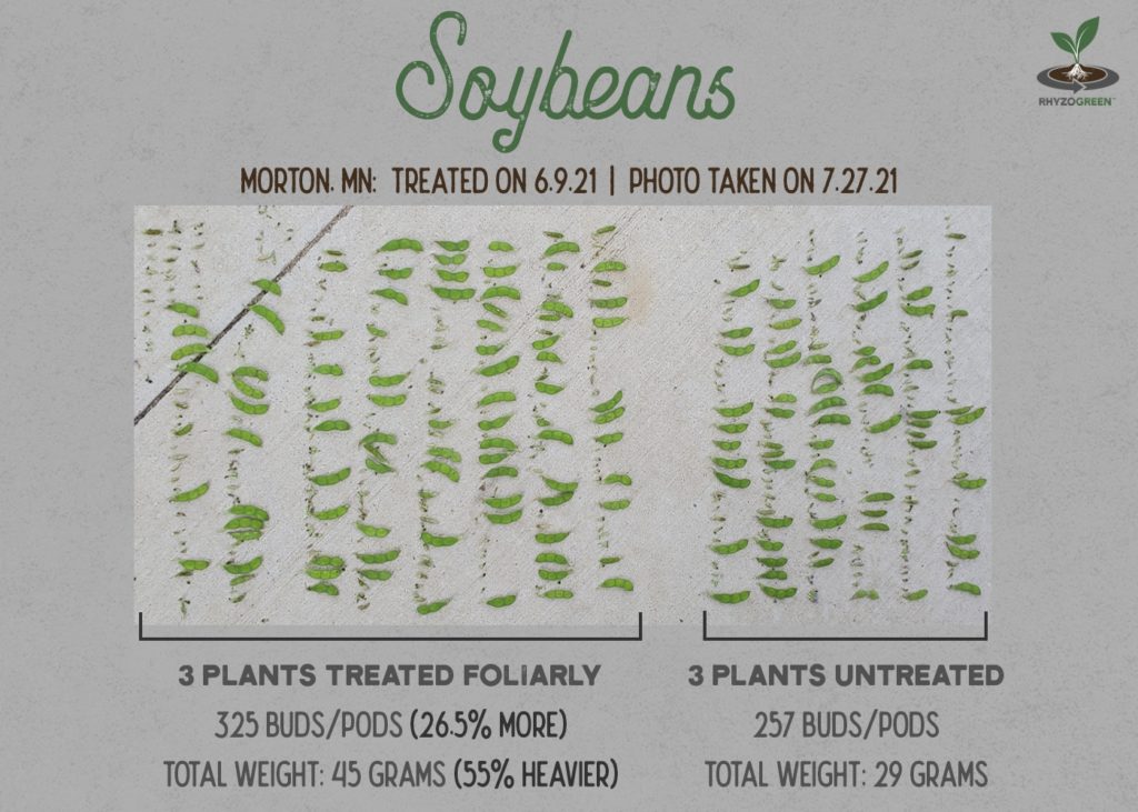 Soybean Pods Comparison