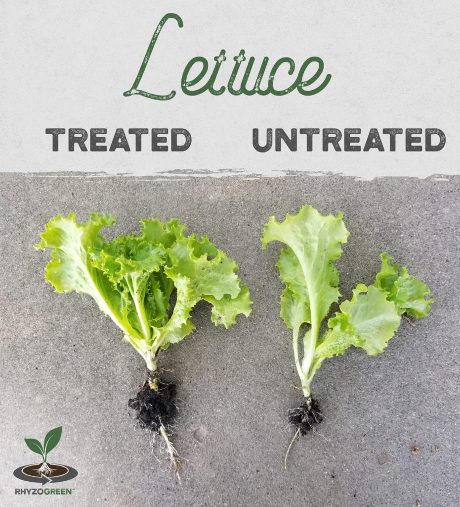 Lettuce Comparison