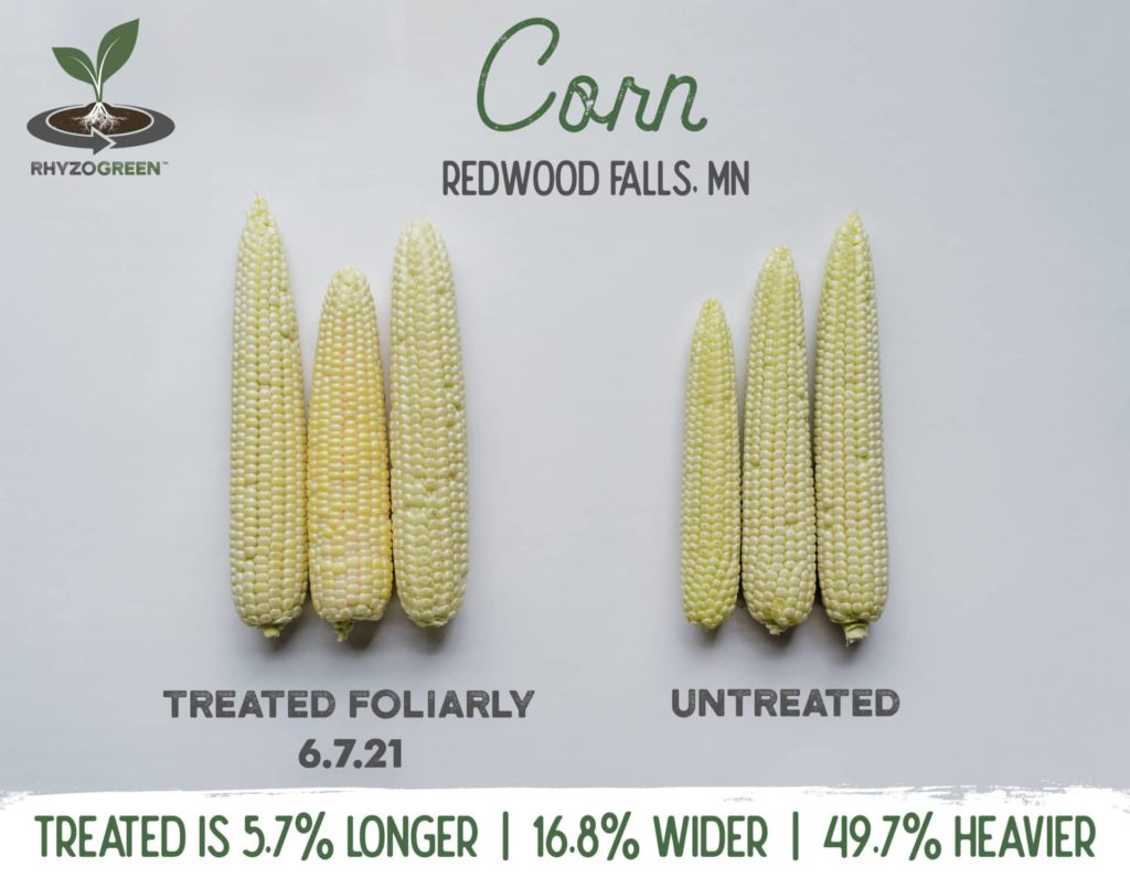 Field Corn Cob Comparison