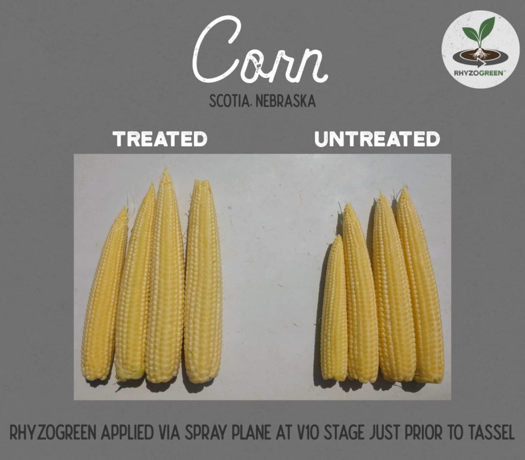Corn Cob Comparison
