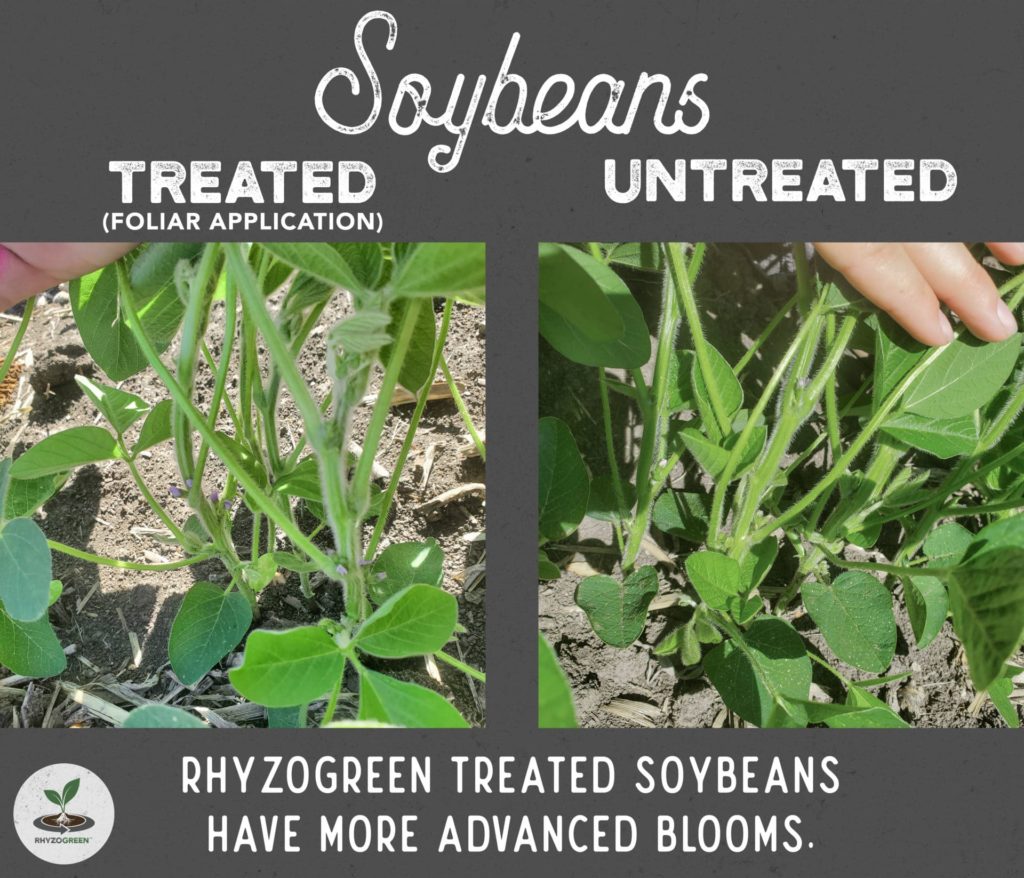 Soybean Bloom Compariso