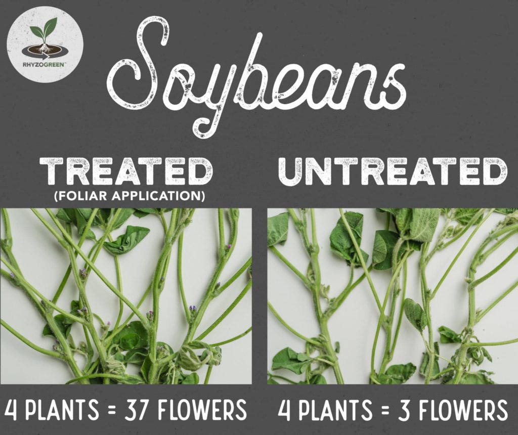 Soybean Bloom Comparison