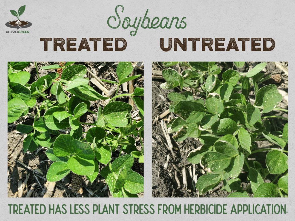 Soybean Herbicide