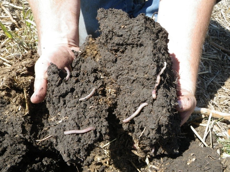 Aggregated Black Soil