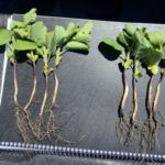 alfafa roots treated vs control
