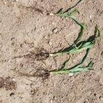 corn plant treated vs untreated