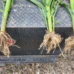 Corn roots treated vs control