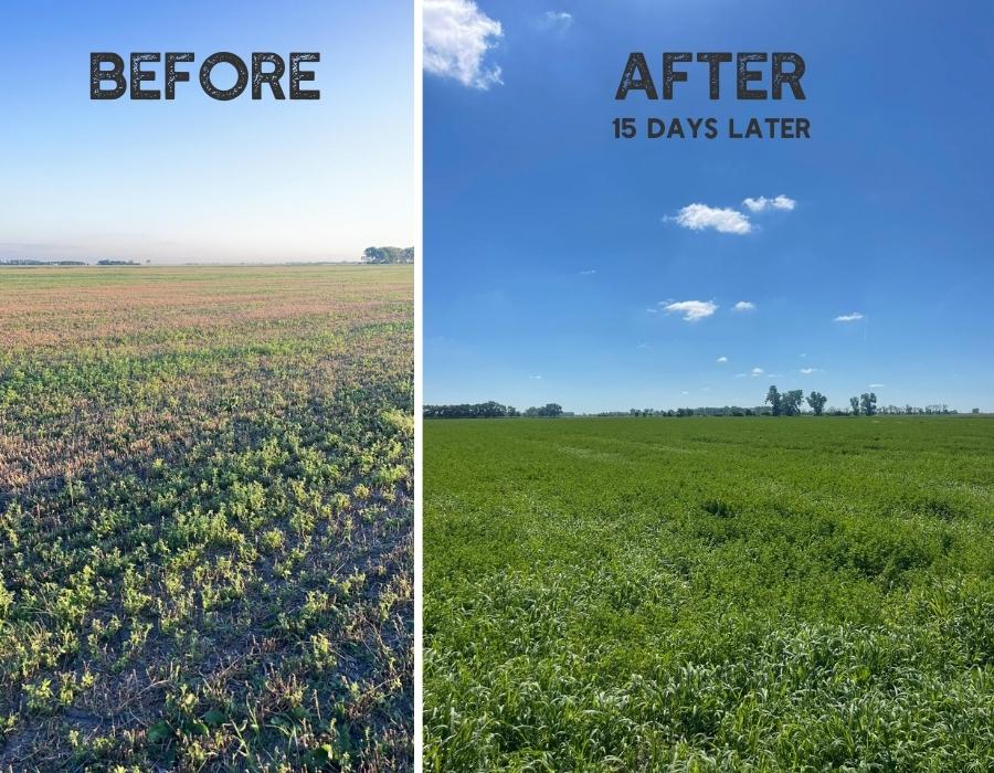 Alfalfa treated with Rhyzogreen & liquid fertilizer before and after
