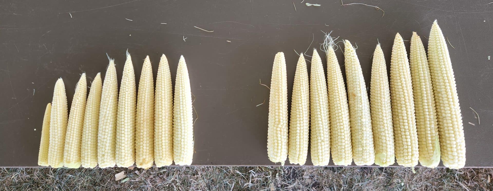 FarmFest Corn Cropped Flipped